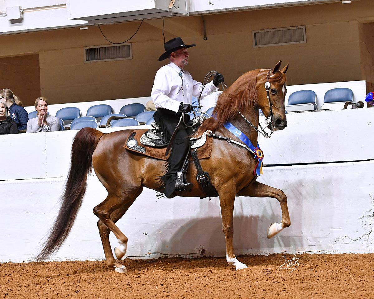 2017 Big D Charity Horse Show Horse Show Proofs 2017 Horse Shows